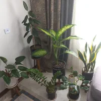 تعدادی گل زامفولیافیکوس سانسوریافیلندرون برکین بلک