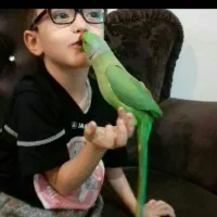 ملنگو فوق استسنایی|پرنده|ارومیه, |دیوار