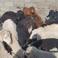 بره و کره فروشی|حیوانات مزرعه|جزنیک, |دیوار