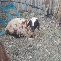 قوچ۱ساله سرحال هشت بندی|حیوانات مزرعه|توکهور, |دیوار