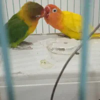 کاملا اهلی|پرنده|ارومیه, |دیوار