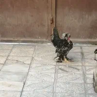 خروس سلطان