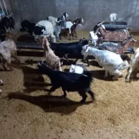 چند عدد بز دقلو زا داشتی همه سرحال وسالم|حیوانات مزرعه|مسجد سلیمان, |دیوار