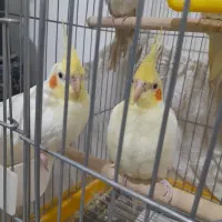 عروس هلندی|پرنده|بروجرد, |دیوار