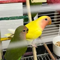 طوطی برزیلی