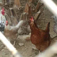 15عدد تخم مرغ برای جوجه کشی موجود دارم|حیوانات مزرعه|لامرد, |دیوار