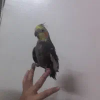 عروس و مرغ عشق سالم به همراه وسایل قفس|پرنده|ملارد, |دیوار