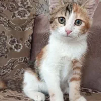واگذاری گربه خانگی