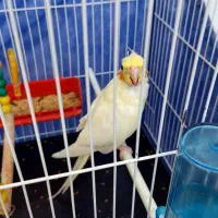 عروس هلندی لوتینیو ماده بالغ