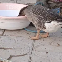 غاز نر جوان|حیوانات مزرعه|رستم, |دیوار