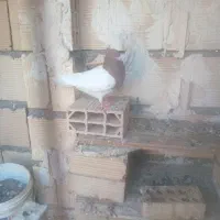 کبوتر کله سرخ