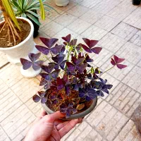 گل و بونسای