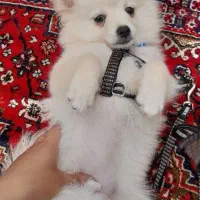 سگ پامر ماده ۷ماهه|سگ|شهریار, شهرک وائین|دیوار