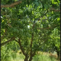 باغچه-در-ملارد-اسفندآباد