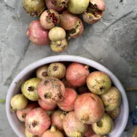 فروش رب انار محلی بصورت عمده|خوردنی و آشامیدنی|رودبار, |دیوار