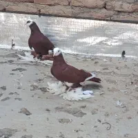 کبوتر پاپر