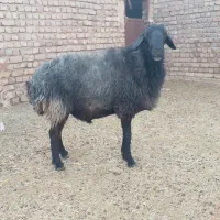 قوچ .خر