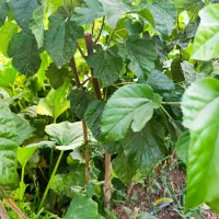 خارجی وایـرانی انواع نهالها