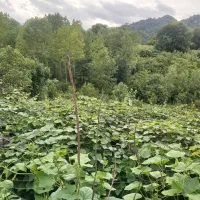 زمین ویلایی ویو ابدی جنگل و رودخونه|فروش زمین و ملک کلنگی|لوندویل, |دیوار