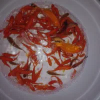 ماهی قرمز|ماهی|یزد, |دیوار