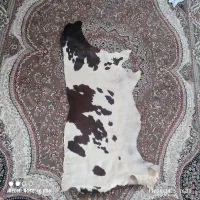 پوست گوساله تمیز وزیبا