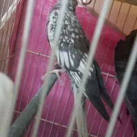 فروش یک جفت عروس هلندی|پرنده|گلبهار, شهر جدید گلبهار|دیوار