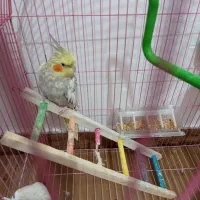 طوطی|پرنده|رشت, سلیمانداراب|دیوار