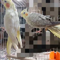 عروس هلندی|پرنده|مشهد, رده|دیوار