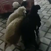 چهارتا بره سالم و سرحال|حیوانات مزرعه|شادگان, |دیوار