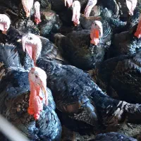 فروش بوقلمون با کیفیت بالای گوشت|حیوانات مزرعه|ابهر, |دیوار