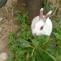 خرگوش نر|موش و خرگوش|کومله, |دیوار