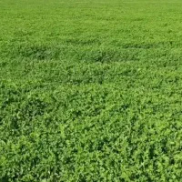 بیده دست پیچ خشک