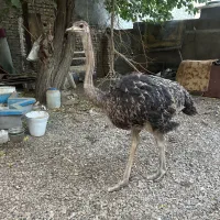 شترمرغ ماده