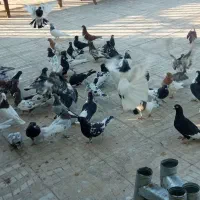 کفتررنگه هوایی|پرنده|کوهسرخ, |دیوار