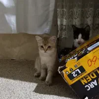 گربه|گربه|تهران, مشیریه|دیوار