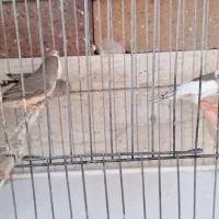 فنچ|پرنده|سیرجان, |دیوار