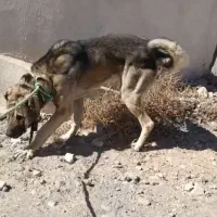 سگ سرابی