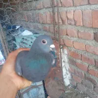 ماده زاغ