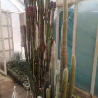 کاکتوس. آگاو. نخل مادگاسکار بزرگ|گل و گیاه طبیعی|نی‌ریز, |دیوار