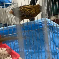 نرماده جفت سرخ سوخته سبز سوخته