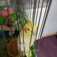 عروس هلندی نروماده سالم|پرنده|شاهرود, |دیوار