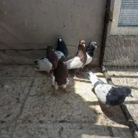 کبوتر کله ای سینه ای