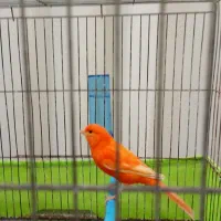 قناری ردفاکتوروفنچ گلدین