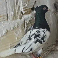 کله سیاه ماده