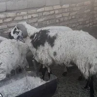 میش