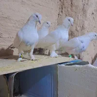 سفید پور|پرنده|شهرکرد, |دیوار