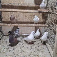 کبوتر هما و مایه.۲۴تا|پرنده|تهران, دهقان|دیوار