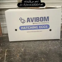 فروش کارتن 5لایه|عمده‌فروشی|تهران, چهارصد دستگاه|دیوار