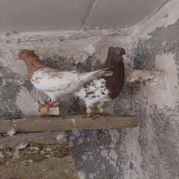 کله رنگه|پرنده|مشهد, مهدی آباد|دیوار