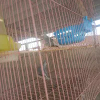 مرغ عشق|پرنده|چابهار, |دیوار